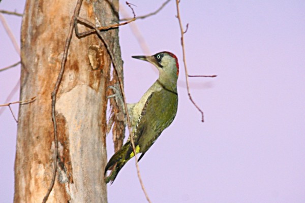 Green woodpecker picus viridis Green woodpecker Picus viridis