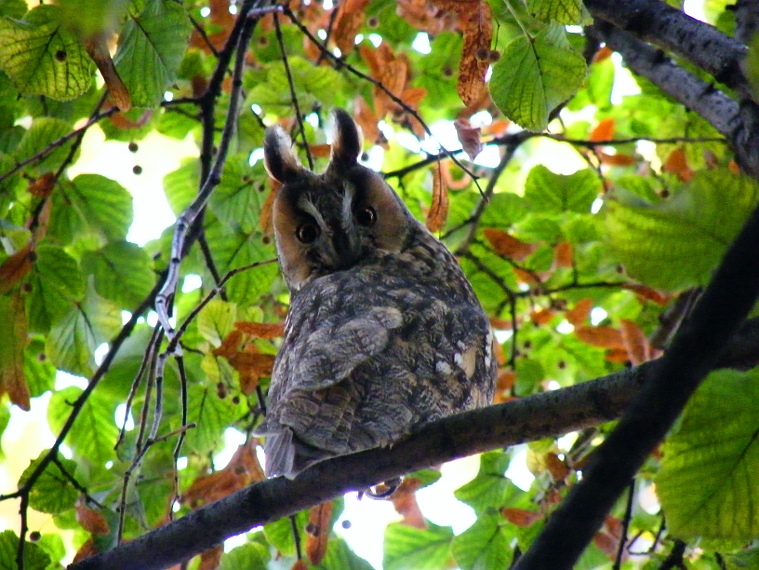 Long eared owl Erdei fülesbagoly Waldohreule Asio otus Hibou moyen-duc Long eared owl Erdei fülesbagoly Waldohreule Asio otus Hibou moyen-duc