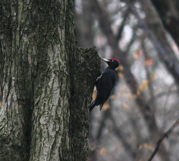 Black woodpecker Dryocopus martius Black woodpecker Dryocopus martius