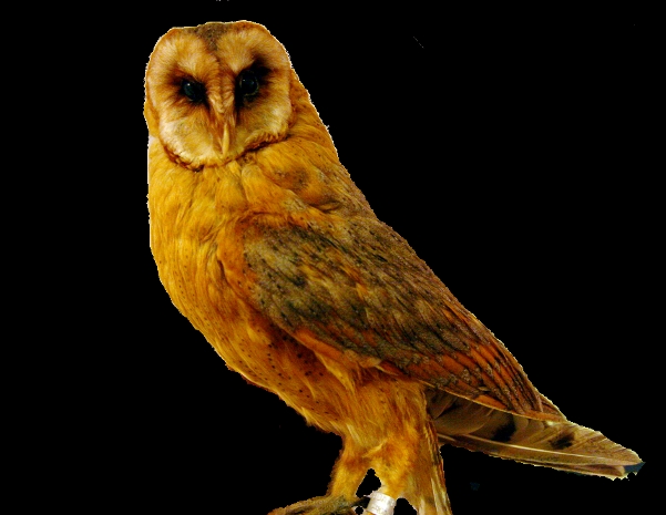 strigiformes owls baglyok