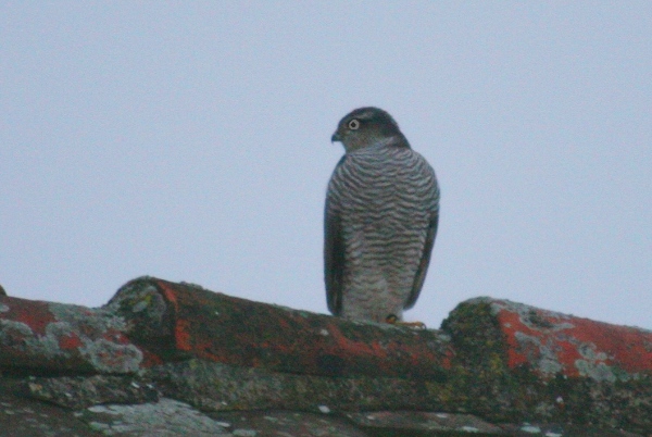 Goshawk - Accipiter gentilis Goshawk - Accipiter gentilis