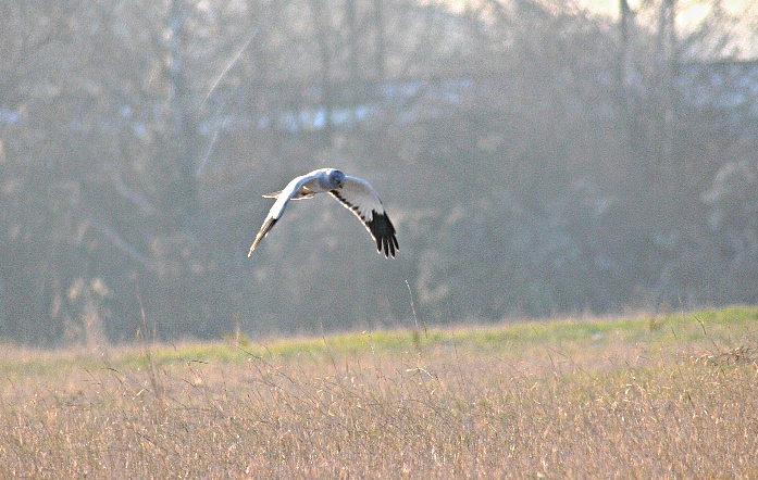 Northern Harrier Circus cyaneus Northern Harrier Circus cyaneus