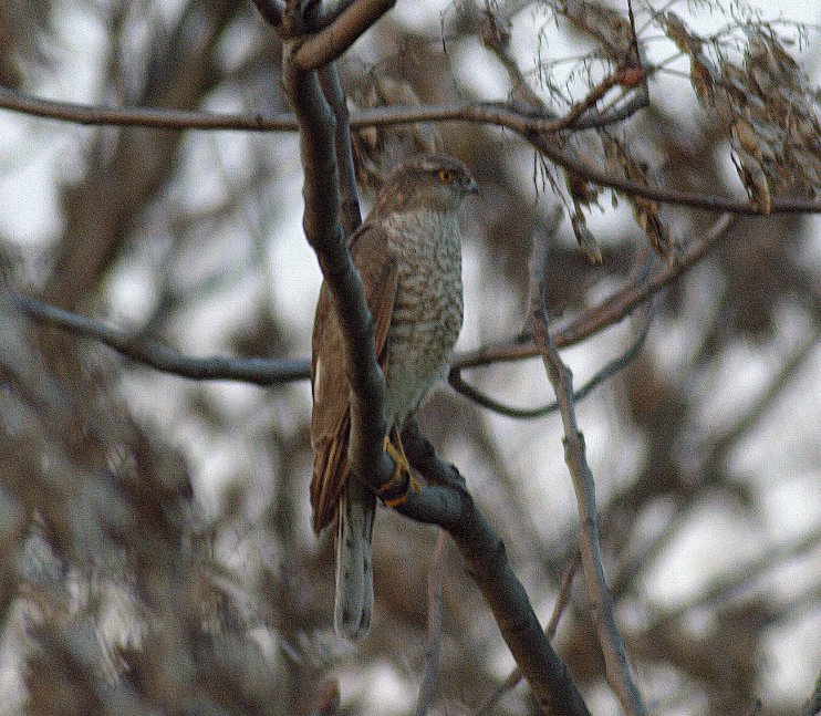 Sparrowhawk Accipiter nisus Sparrowhawk Accipiter nisus