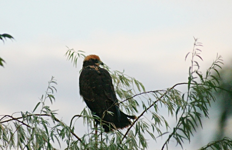 Western Marsh harrier Circus Aeruginosus female Western Marsh harrier Circus Aeruginosus female