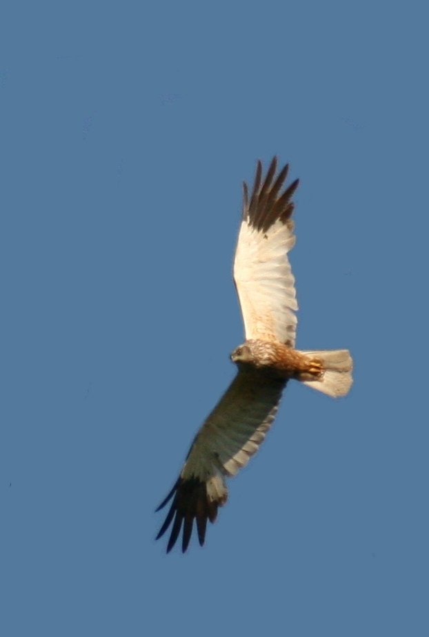 western marsh harrier circus aeruginosus male Western marsh harrier circus aeruginosus male