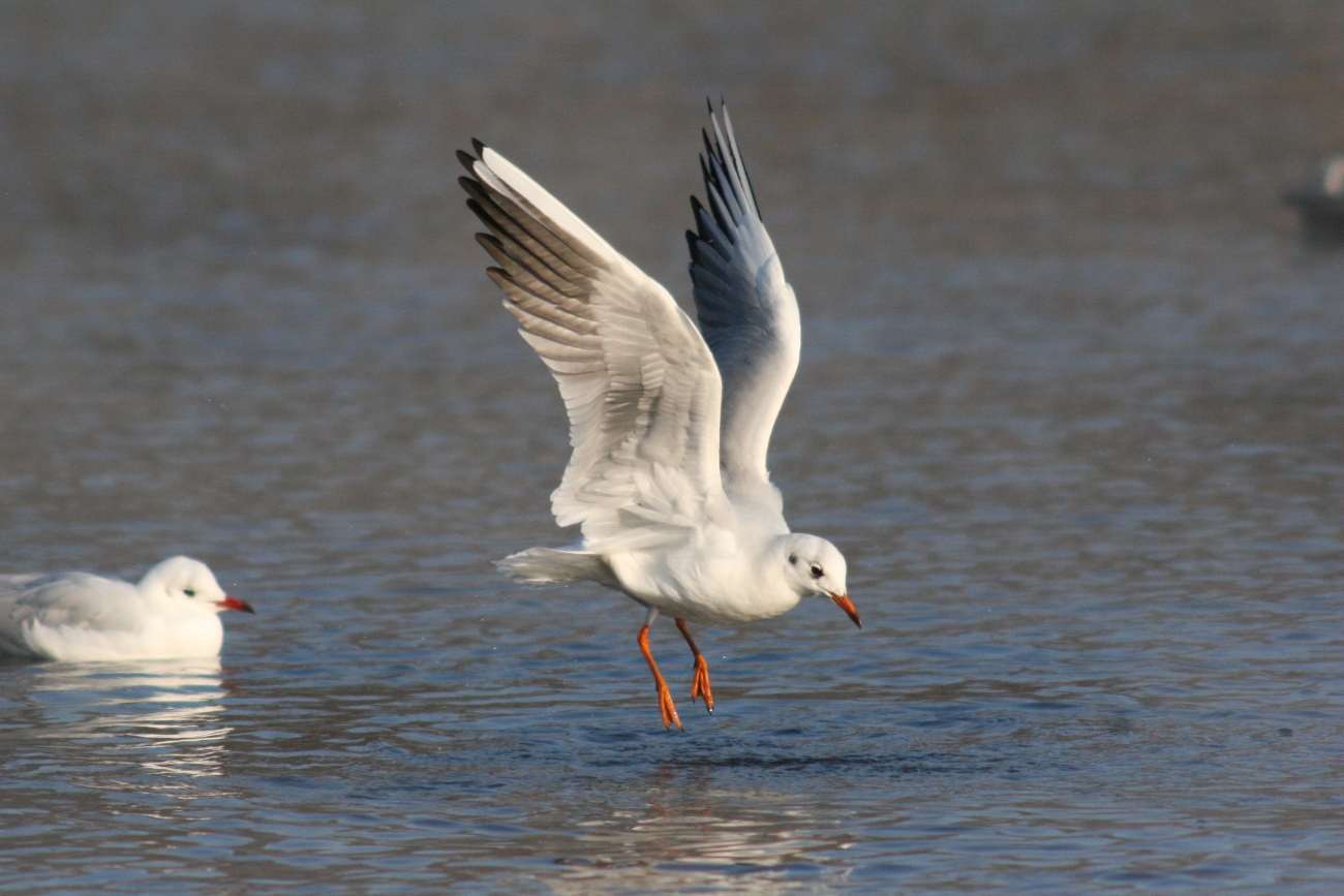 560 mm f8