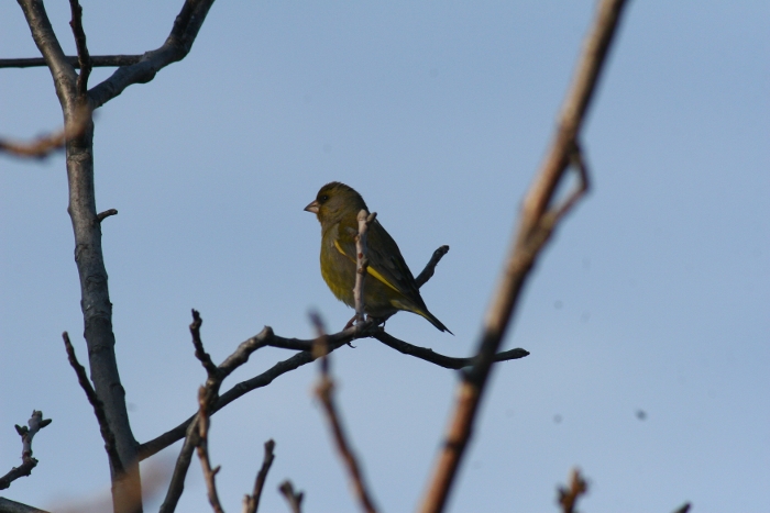 Greenfinch 560mm