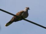 Turtle dove Vadgerle Streptopelia turtur