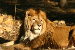 Lion Oroszlán Panthera leo Löwe