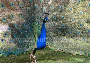 9870 Peacock Páva