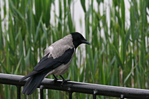 Hooded crow Dolmányos varjú Corvus cornix