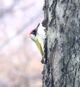 Green woodpecker Zöld küllő