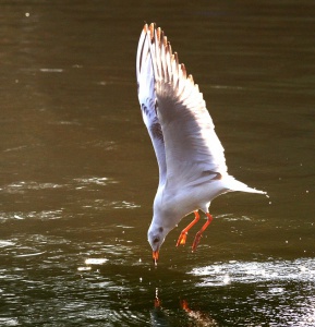 Gull in action Sirály akcióban