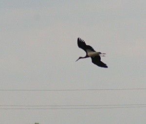Black stork Fekete gólya Ciconia nigra