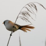 Bearded tit Panurus biarmicus Barkóscinege