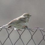 Corn bunting Emberiza calandra Sordély