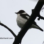 Collared flycatcher Ficedula albicollis