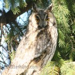 Long eared owl Asio otus Erdei fülesbagoly