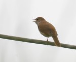 Garden birds May 2014