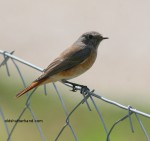 Common redstart Phoenicuros phoenicuros