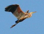 Bird in flight photography tutorial