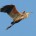 Bird in flight photography tutorial