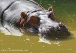 Speedy Hippo