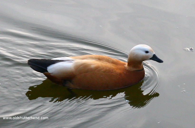 9864 Ruddy shelduck Vörös ásólúd 9864 Ruddy shelduck Vörös ásólúd