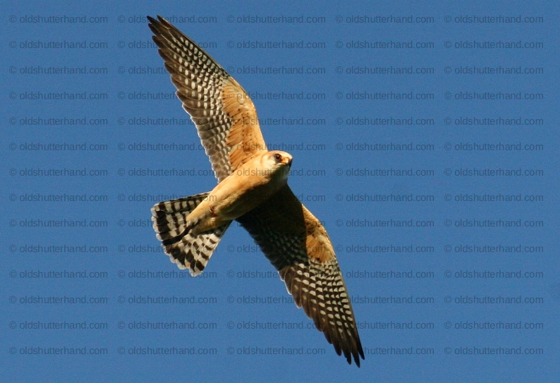 9849_Red footed falcon Kékvércse Falco vespertinus oldshutterhand.com 9849_Red footed falcon Kékvércse Falco vespertinus oldshutterhand.com