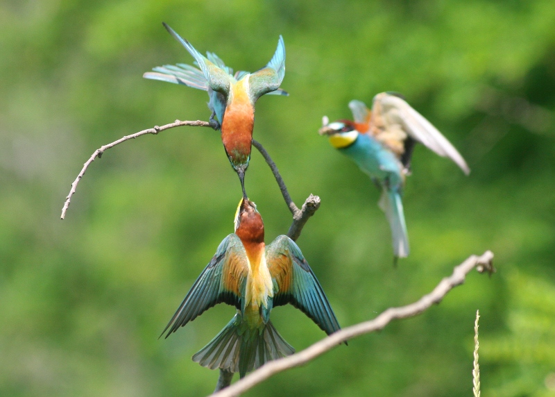 9833_2069.JPG 9833_2069.JPG