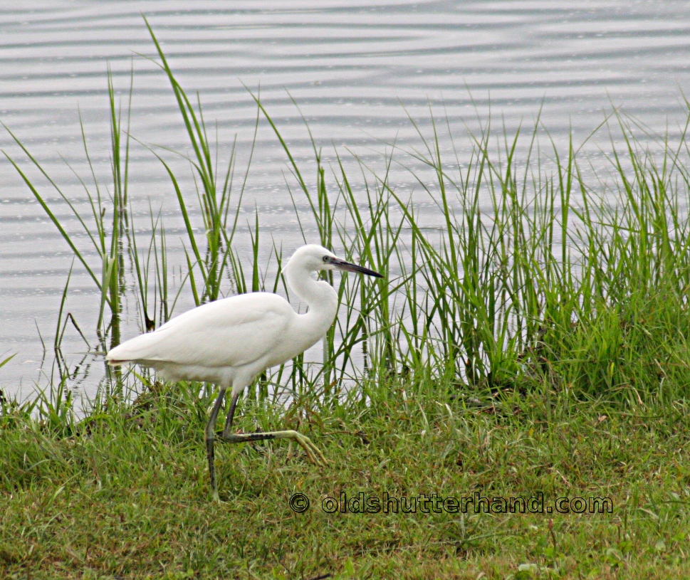 Little egret Kis kócsag Egretta garzetta Little egret Kis kócsag Egretta garzetta