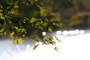 Zoom in img_1511.jpg