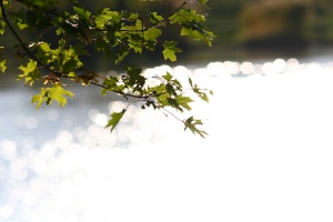 Zoom in img_1509.jpg