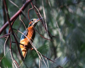 Zoom in 9969 Kingfisher Jégmadár Alcedo atthis Eisfogel Martin pecheur dEurope