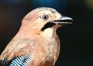 9986 Jay portrait Szajkó Portré