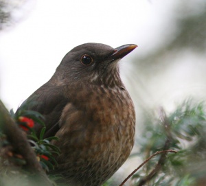 Zoom in 9908_8963 Blackbird Feketerigó Turdus merula