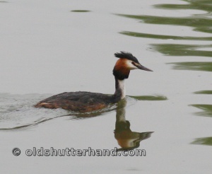 9990 Great crested grebe Búbos vöcsök