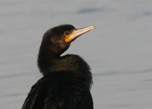 9983 Great cormorant Kárókatona Phalacrocorax carbo