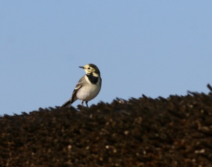 9979 White wagtail Barázdabillegető