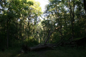 9958 img_0851.jpg