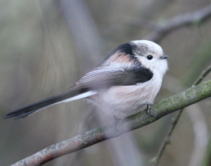 Zoom in 9903_1619.jpg