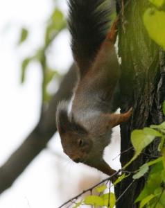 9876_8532 Red squirrel in action Vörös Mókus akcióban