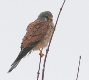 9875_2456 Common kestrel male Falco Tinnunculus Vörösvércse hím