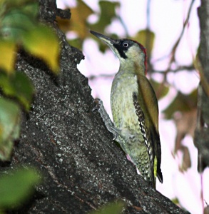 9998 Green woodpecker Zöld küllő Picus viridis