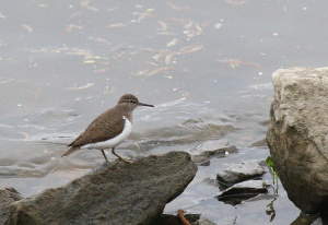 9950 Common sandpiper Billegetőcankó