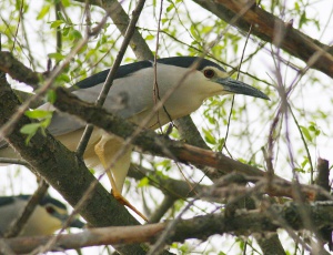 9868 Night heron Bakcsó Nycticorax nycticorax