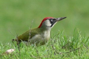 Green woodpecker Zöld küllő Picus viridis
