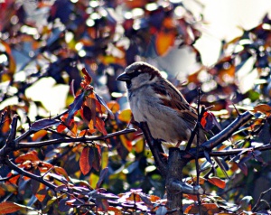 House sparrow Házi veréb Passer domesticus