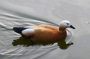 9864 Ruddy shelduck Vörös ásólúd