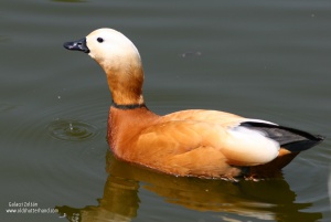 Zoom in 9863 Ruddy shelduck Vörös ásólúd